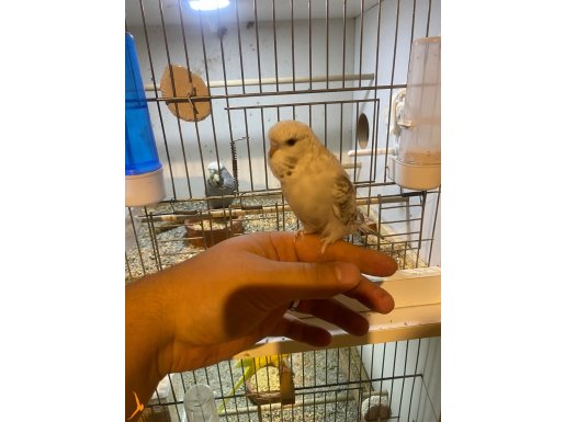 Jumbo 45 günlük yavrular 