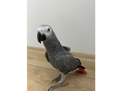 Evcil kendini sevdiren Jako 