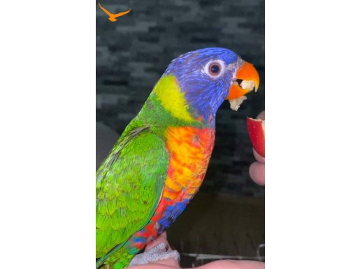 3 AYLIK YERLİ ERKEK LORİ