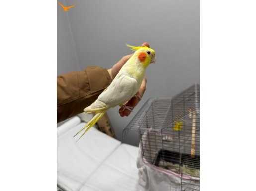 Ele alışık sultan papagani