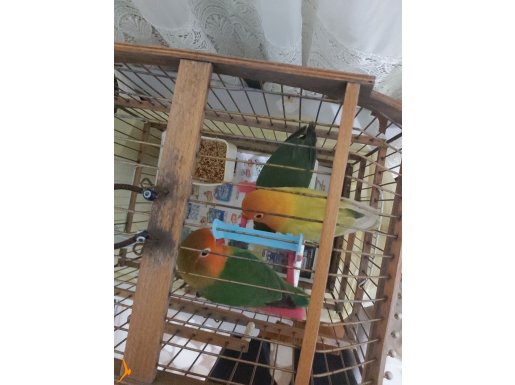 2 Aylık Cennet Papağanı Yavruları