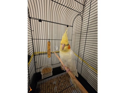 1 adet yavru erkek ve bir adet 4 yaş dişi