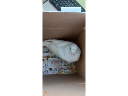 Beyaz yakalama pacalı güvercin