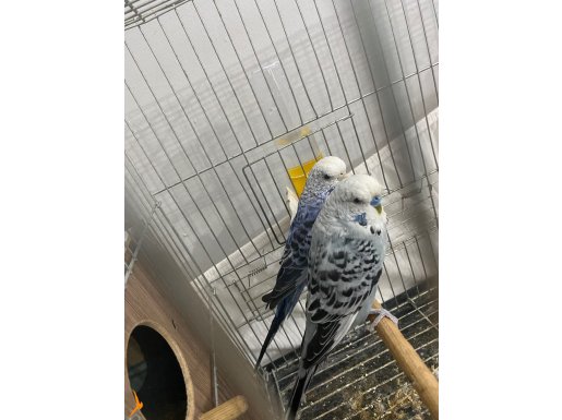 Tek kuş fiyatına eş takım taşınıcağım için vermek zorundayım