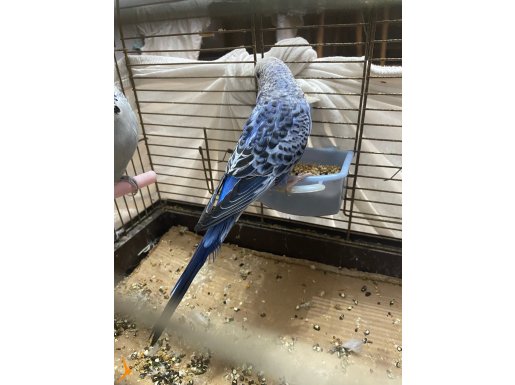 Dişi damızlık jumbo krığı muhabbet kuşu 