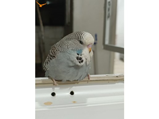 show jumbo rainbow ve spangle yeni yeme dusenler