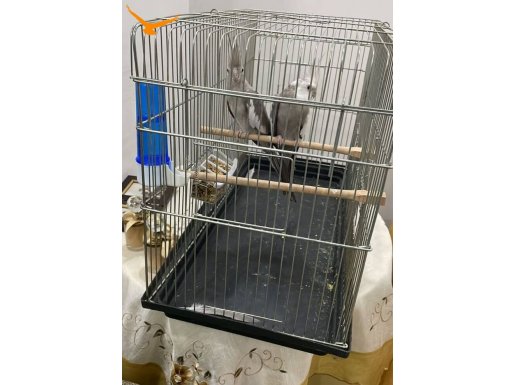 Takım sultan papağanı