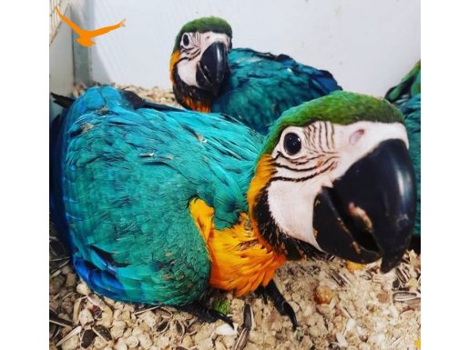  2 Adet Yavru Macaw Papağanı