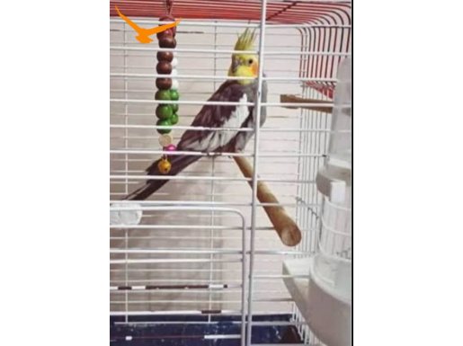 Çok uysal sultan papağanı kafesiyle