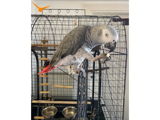 Jako evcıl konuşan kuşum