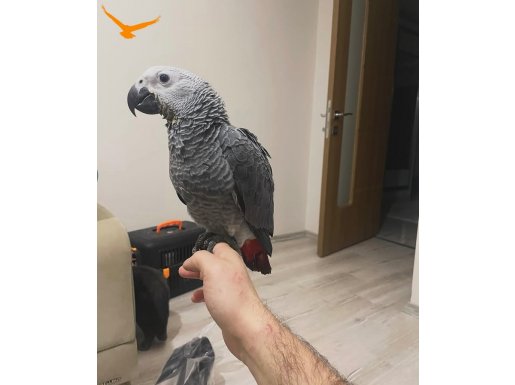 Konuşan jako papağan 