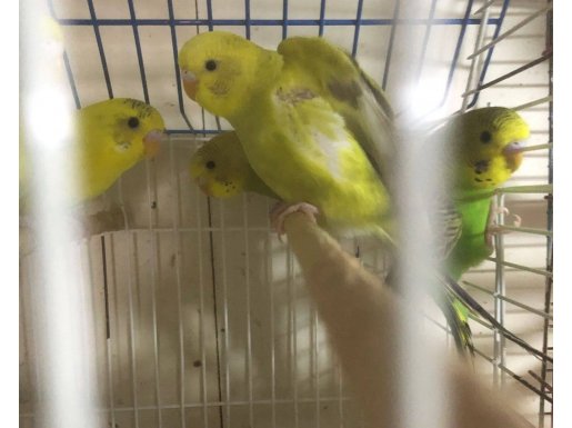 Çok güzel yavrular