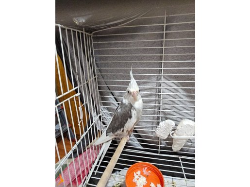 Evcil erkek konuşur