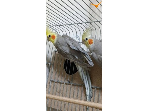 DAMIZLIK EŞLİ SULTAN TAKIM