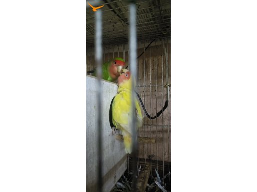 ÇİFT SEVDA PAPAĞANI