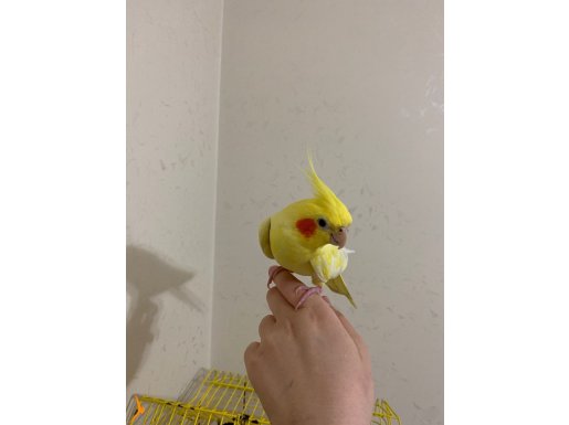 Temiz bakımlı sakin bir ev kuşu