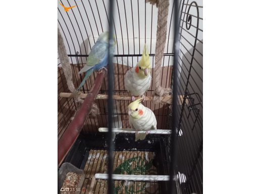 Sahibinden yavru Sultan 2 adet 