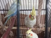 Sahibinden yavru Sultan 2 adet 