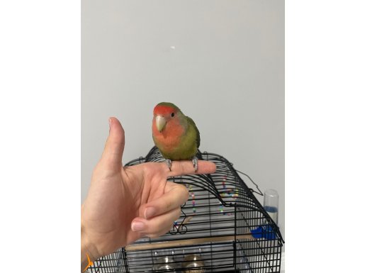 KONUŞAN SEVDA PAPAĞANI- KAFESİ İLE VERİLECEKTİR