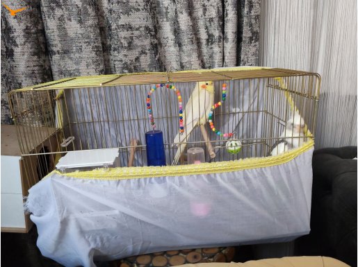 Dişi Lutino Erkek Sultan  Çift Papağan