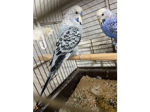 Uyguna jumbo krığı damızlık kuşlar 