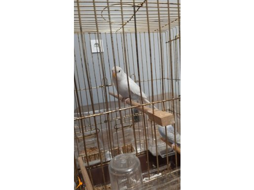 damızlık 2 tane genç dişi