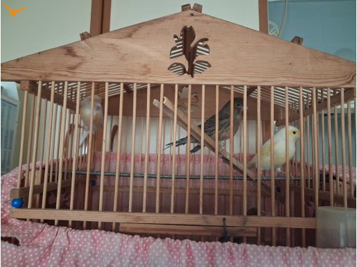 KANARYA ÇİFTLİĞİNİ KAPATIYORUZ AL GİT FİYATLAR