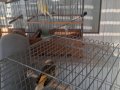 5 ADET ACİL SATILIK İZMİR/PAZARLIK VAR
