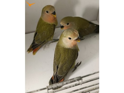 Sevda yavru ve yetişkin.