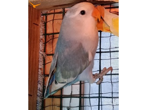 Sevda  yetişkin ve yavru Lar 