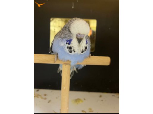 Show Jumbo Takım ve yavrular