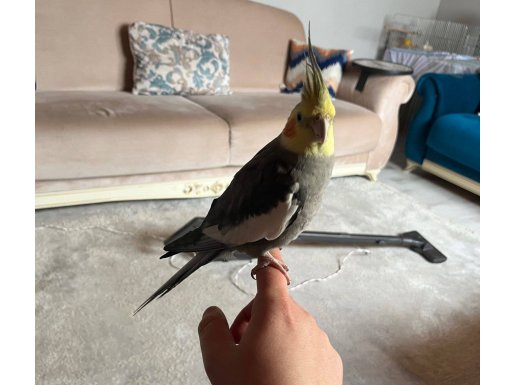 5 Aylık Erkek Sultan papağanı 