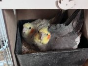 Yumurtalı Çift Sultan Papağanı açıklamayı oku 