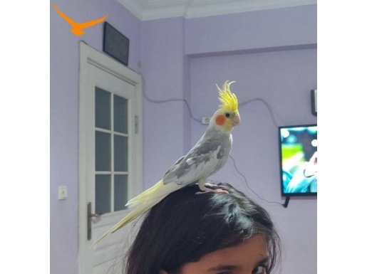 Sahibinden kızışmış dişi Sultan papağanı 