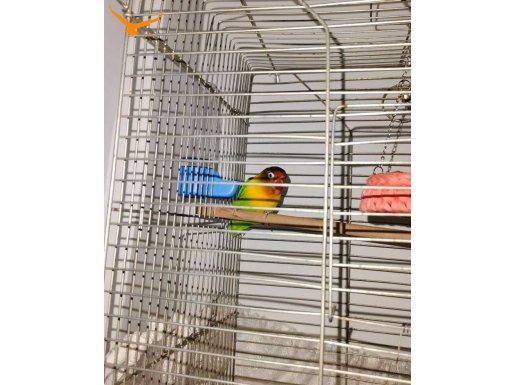 3 aylık cennet papağanı 