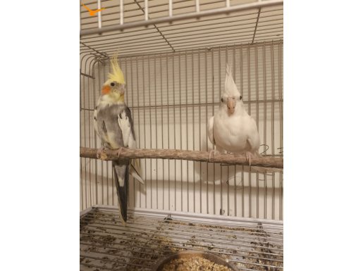 Erkek Sultan eş görmemiş konuşuyor 