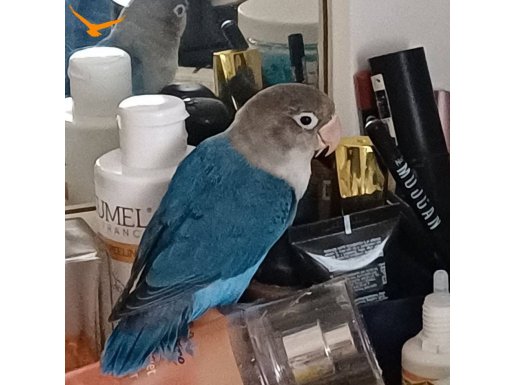 Kuşum gayet saglıklı ele yatkın kafesıyle birlıkte verıcem