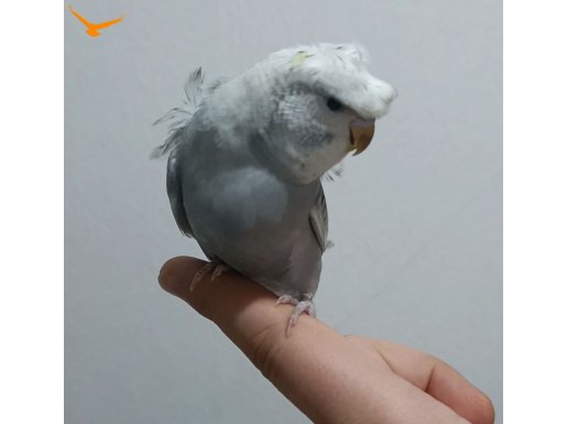 1,5-2 aylık japanese yavru