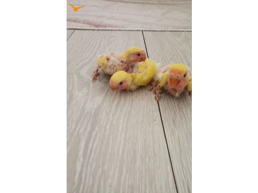 Bebek Sevda papağanları