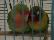 ÇIFT SEVDA VE CENNET