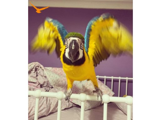 7 AYLIK FULL EVCİL ORJİNAL MACAW 