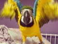 7 AYLIK FULL EVCİL ORJİNAL MACAW 
