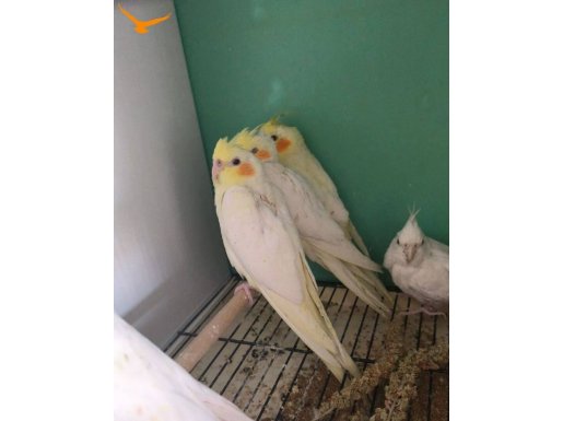 Sultan papağanı yavrular