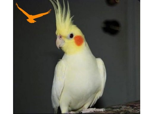 1 yaşında dişi sultan papağanı