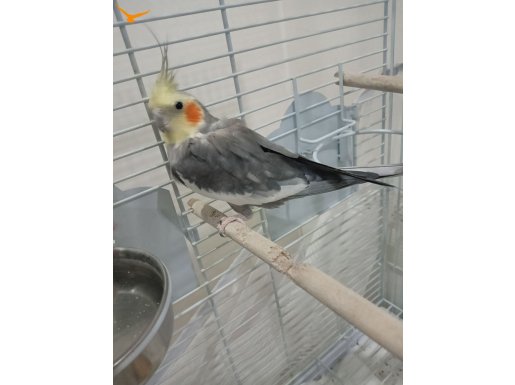 Benim adım Çapkın 