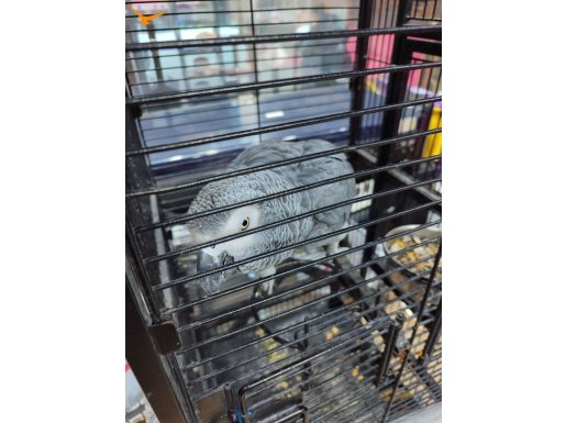 Konuşan ele alışık jako