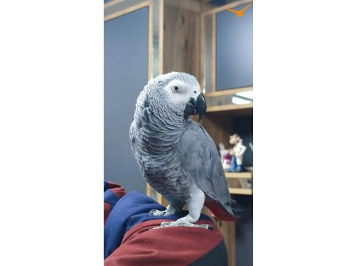 Konuşan ele alışık jako