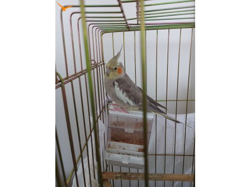 Çiftler 3 yaşındalar kafesli