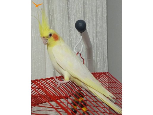 Çok konusan ısırması olmayan ele aliskin