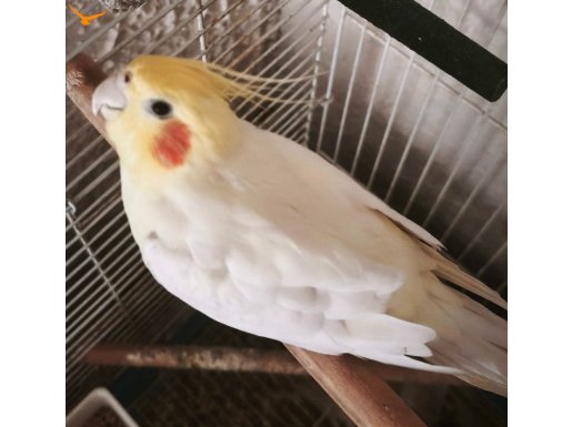 Konuşan yakışıklı erkek sultan papağanı 